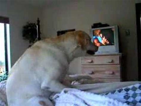 dog xvideo|Newest Animal Porn Videos .